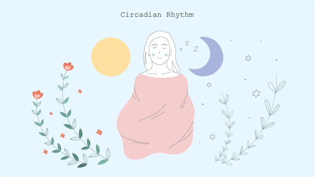 illustration of circadian rhythm