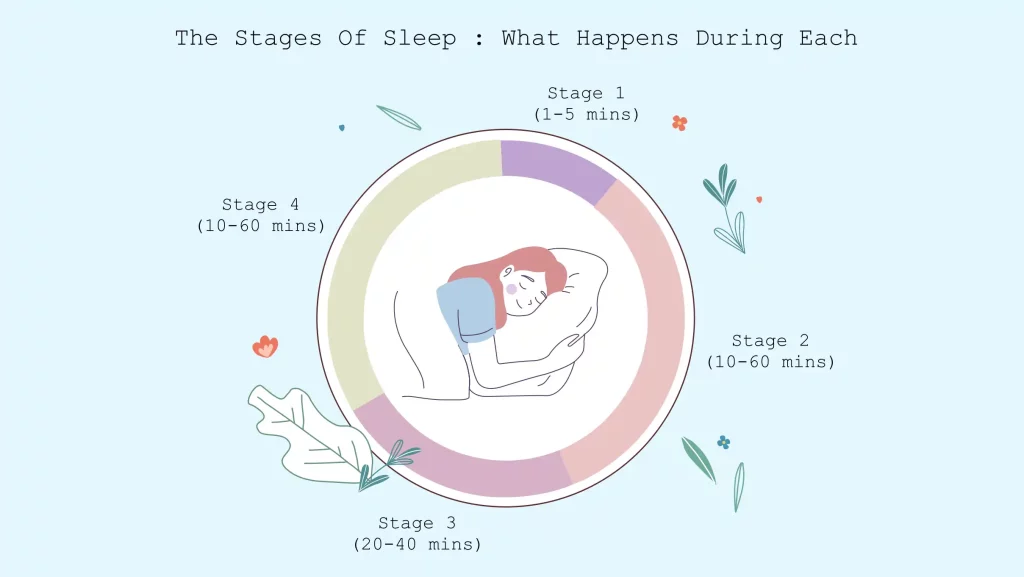 xxx stages of sleep Illustration of stages of sleep