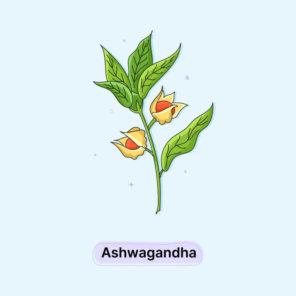 Ashwagandha-Herb