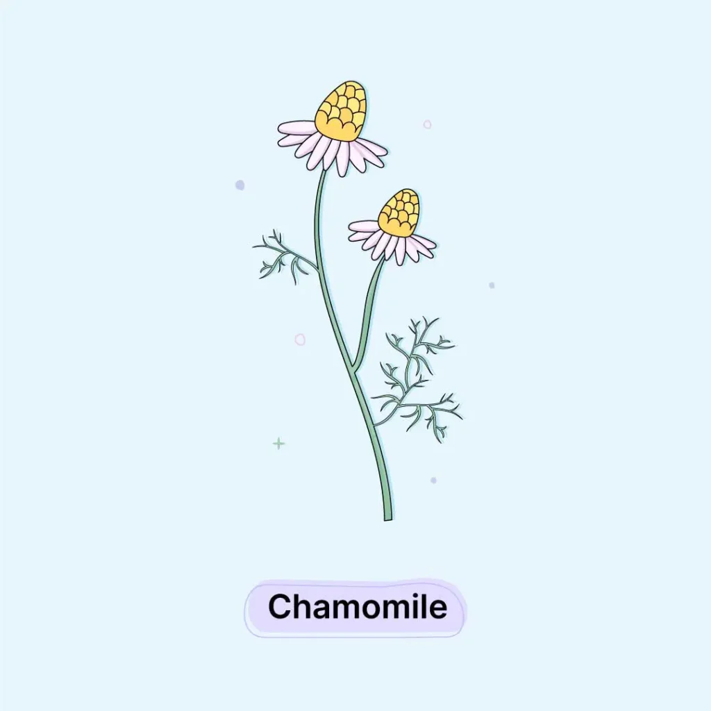 Chamomile-Herb