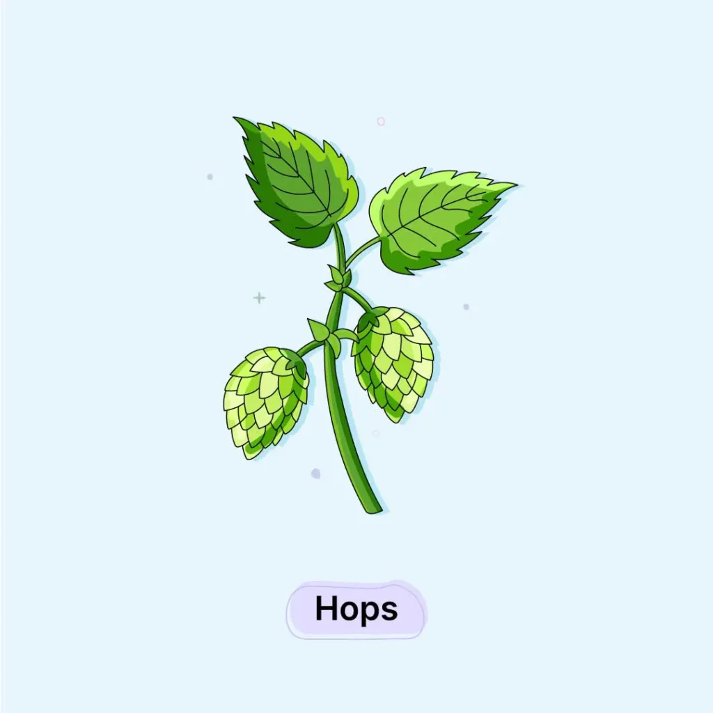 Hops-Herb