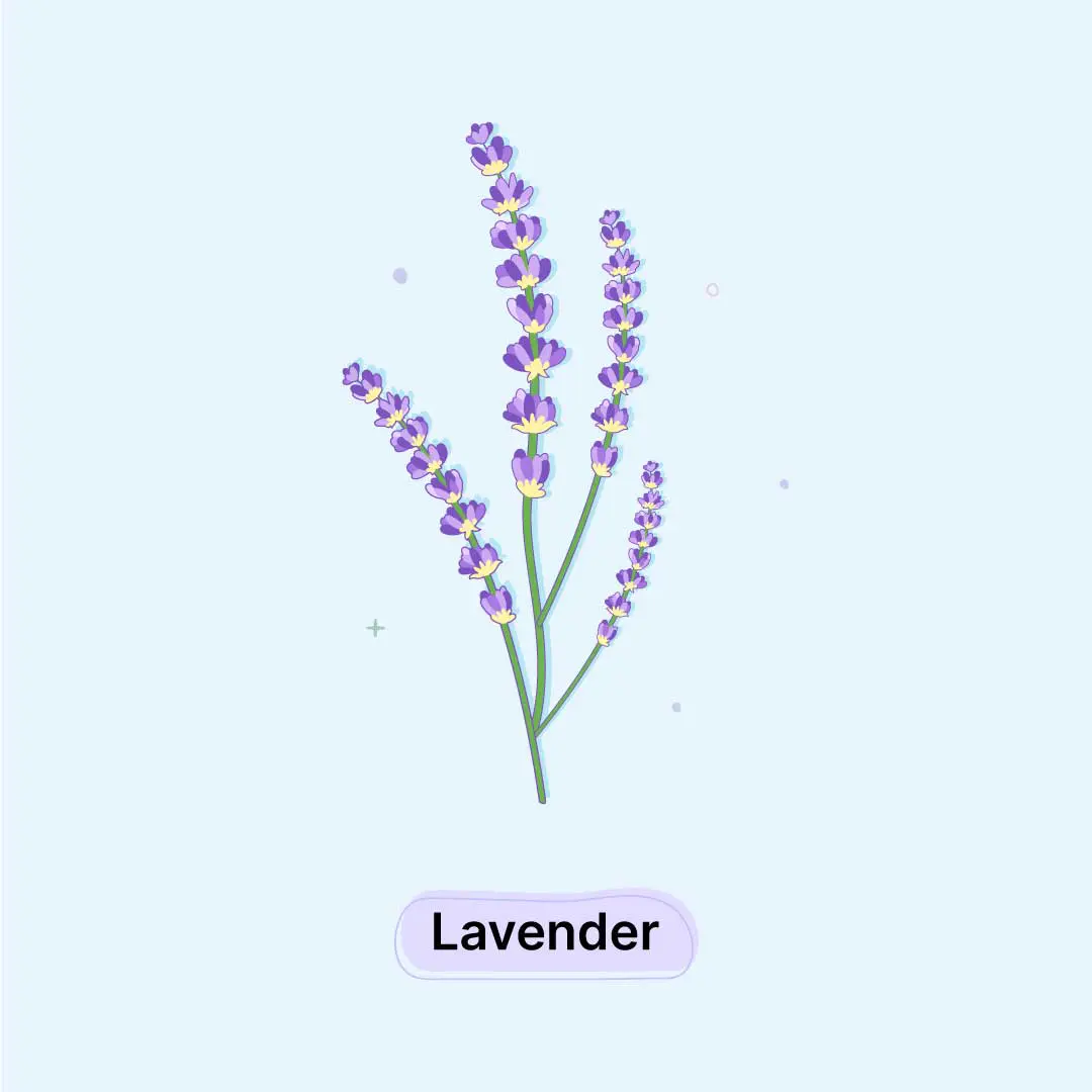 Lavender-Herb
