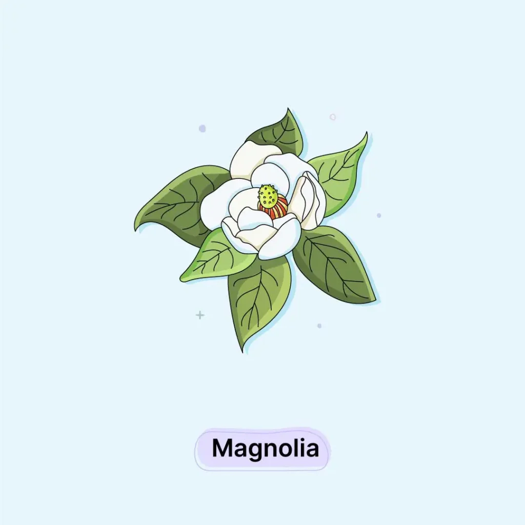 Magnolia-Herb