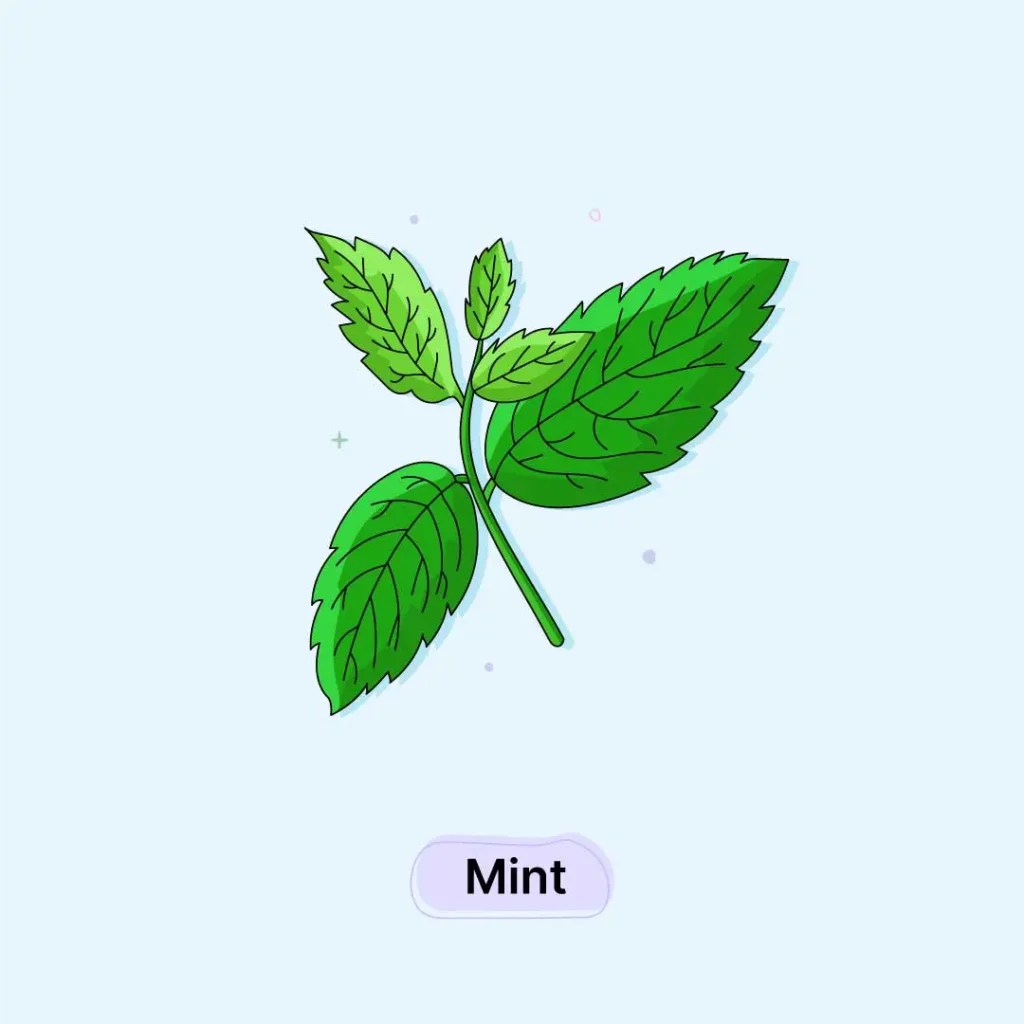 Mint-Herb