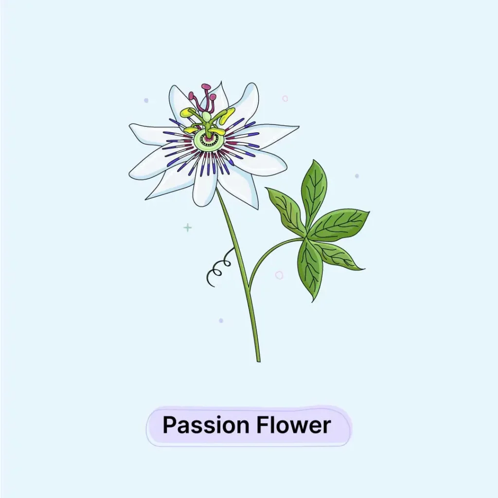 Passion-Flower-Herb