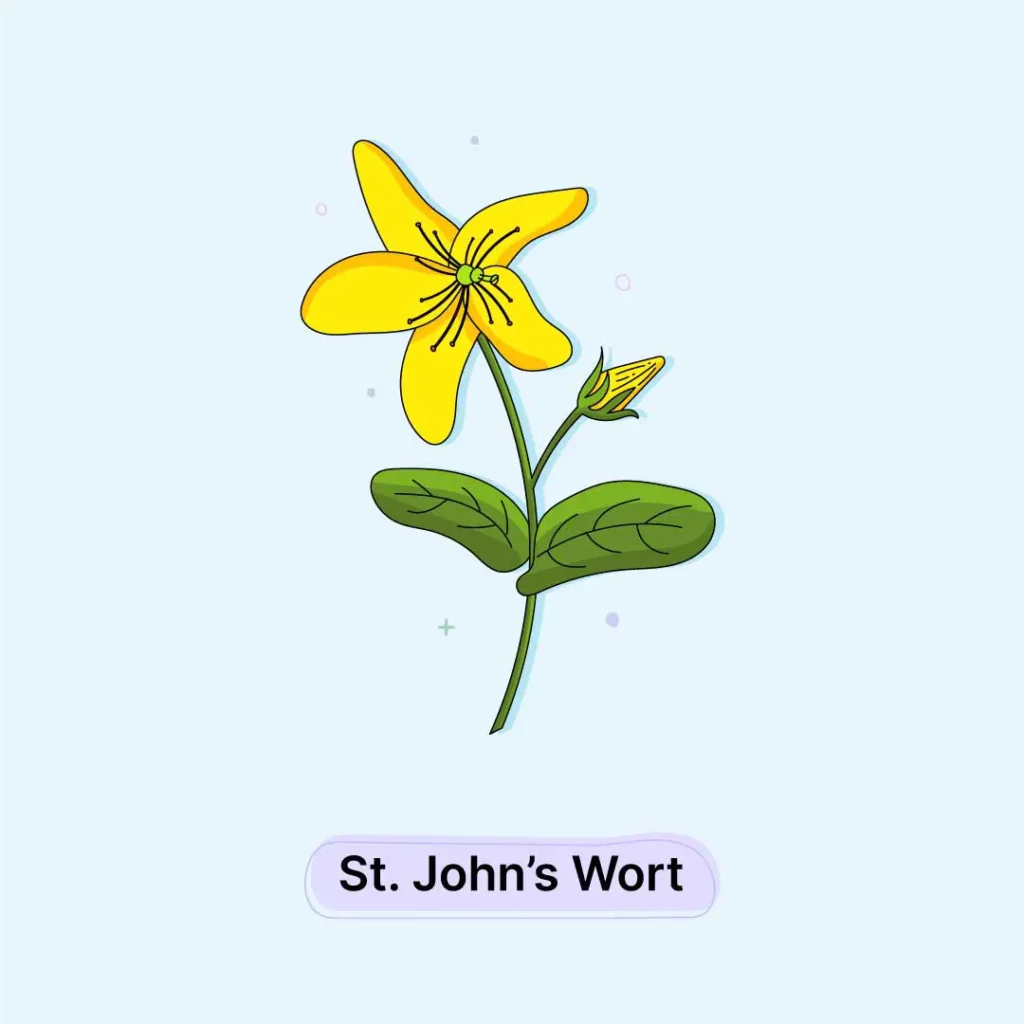 St.John's-Wort-Herb