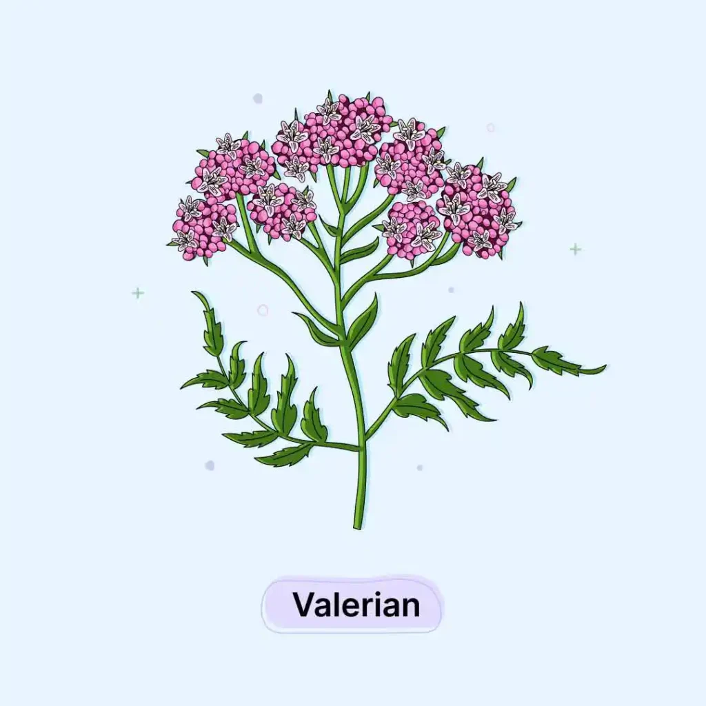 Valerian-Herb