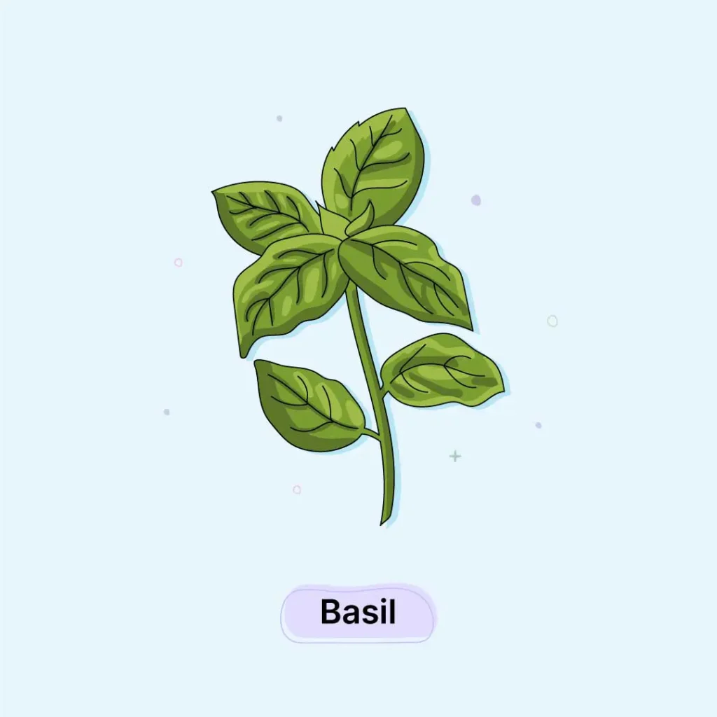 Basil-Herb