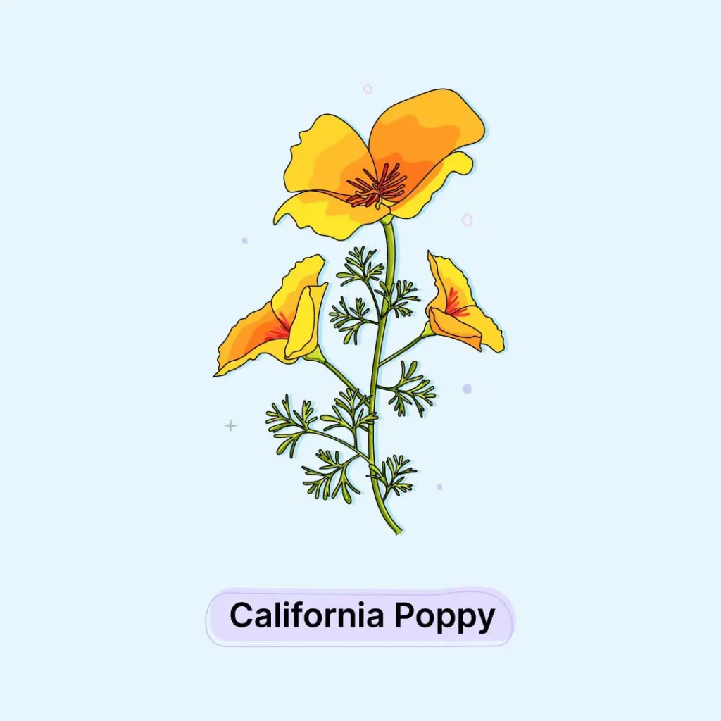 California-Poppy-Herb