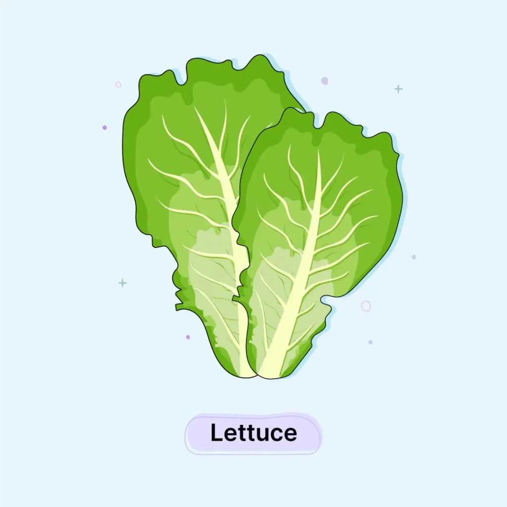 Lettuce-Herb
