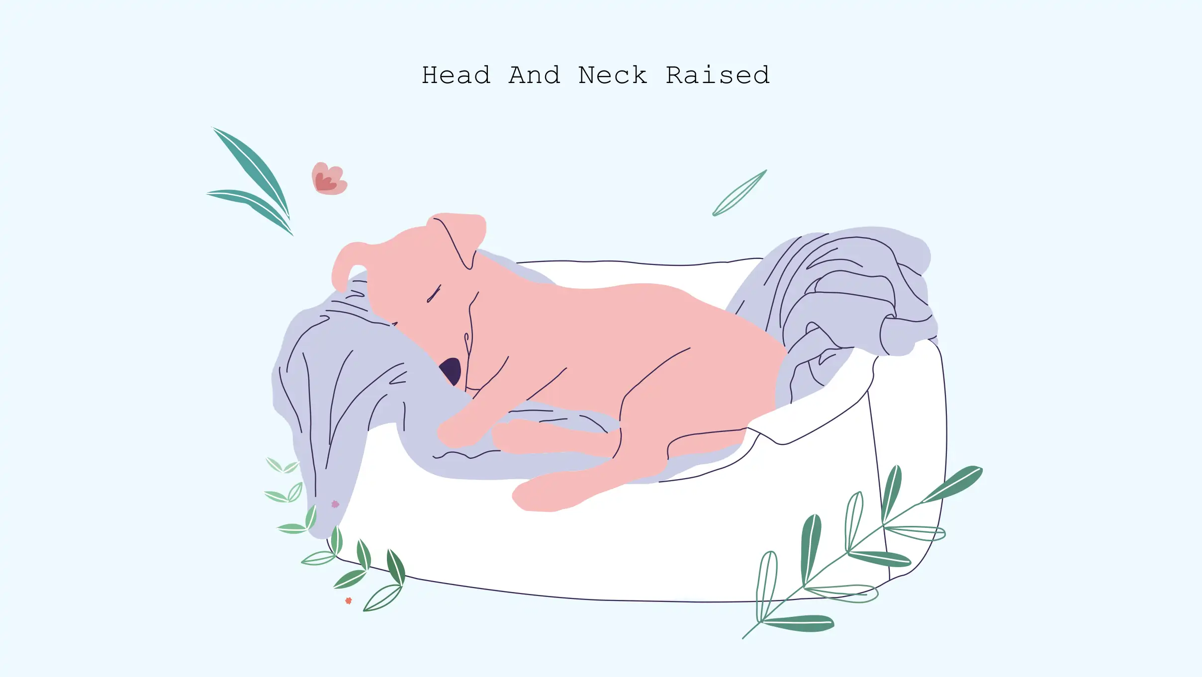 Head and neck raised -Dog sleeping position