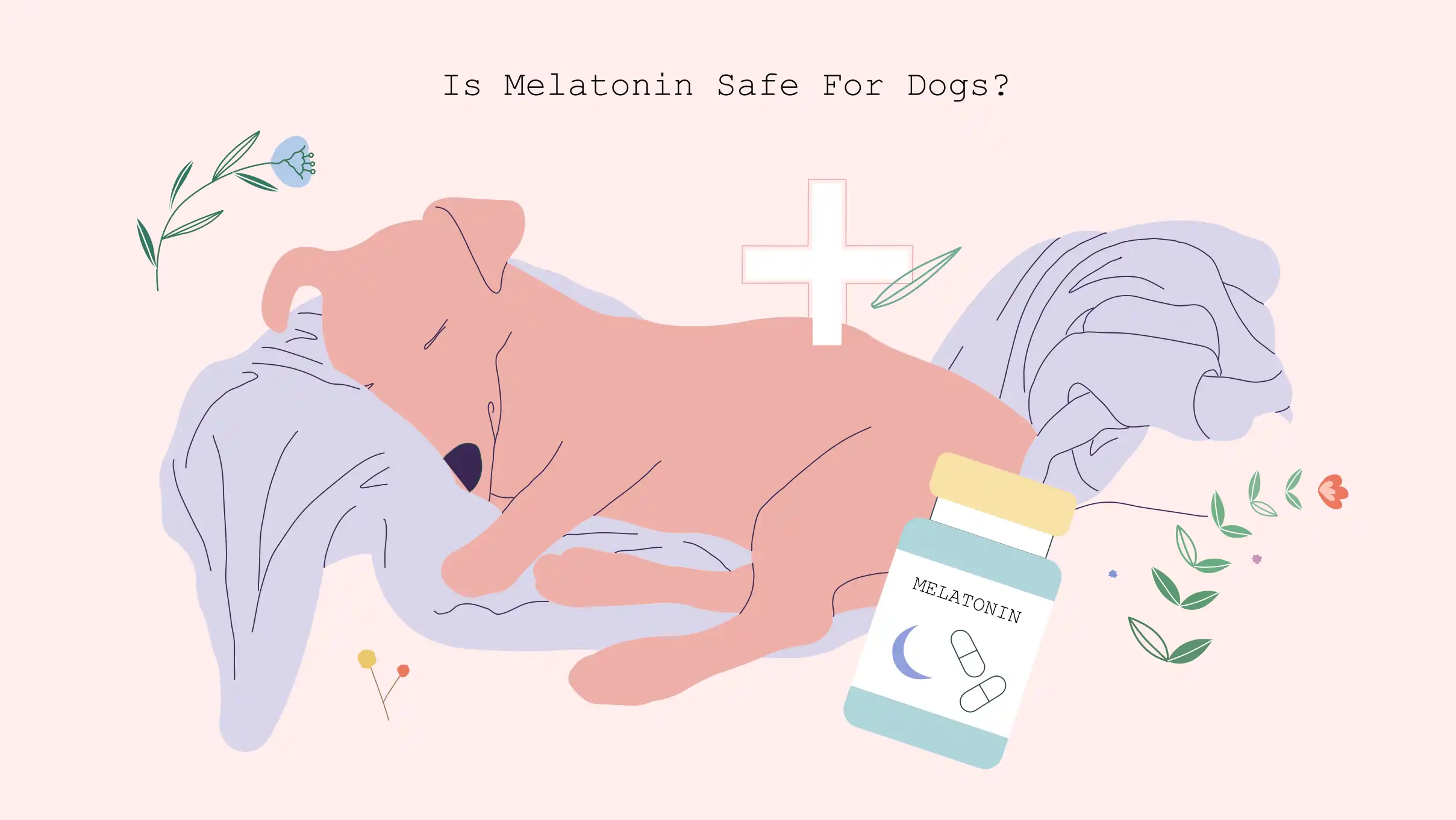 xxx Is melatonin safe for dogs Is Melatonin Safe for Dogs?