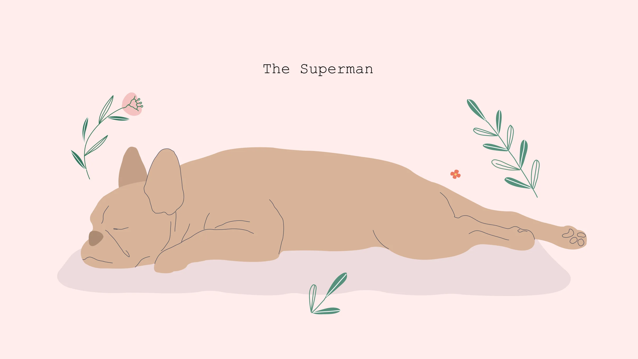 dogs sleeping in superman  position
