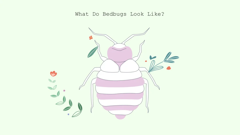 what do bed bugs look like