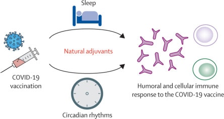 sleep and immune system